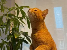Meowdy